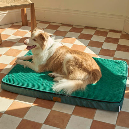 Orthopedic Memory Foam XXL Dog Bed - 6" Thick Beds for Extra Large Sized Dog - Waterproof Removable Washable Cover & Wrap-Around Zipper - Ultimate Comfort & Easy Maintenance, Dary Grey