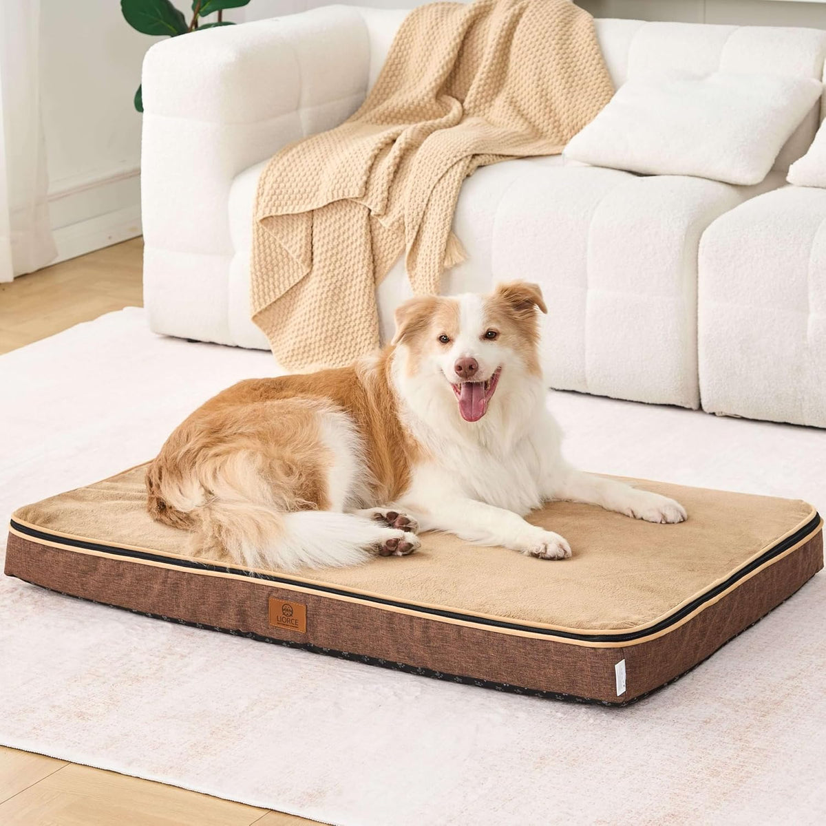Orthopedic Memory Foam XXL Dog Bed - 6" Thick Beds for Extra Large Sized Dog - Waterproof Removable Washable Cover & Wrap-Around Zipper - Ultimate Comfort & Easy Maintenance, Dary Grey