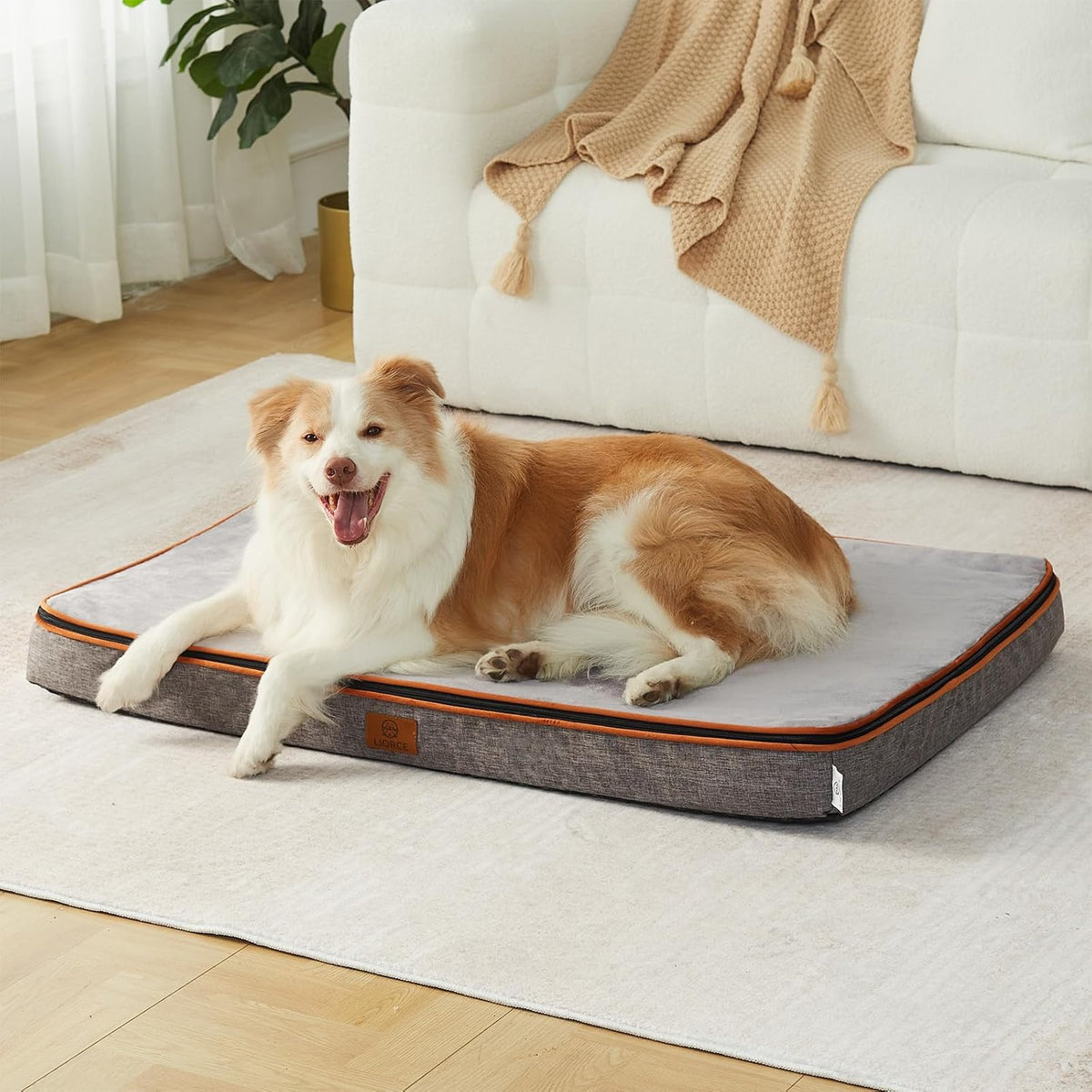 Orthopedic Memory Foam XXL Dog Bed - 6" Thick Beds for Extra Large Sized Dog - Waterproof Removable Washable Cover & Wrap-Around Zipper - Ultimate Comfort & Easy Maintenance, Dary Grey