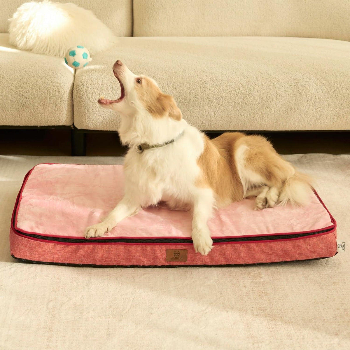 Orthopedic Memory Foam XXL Dog Bed - 6" Thick Beds for Extra Large Sized Dog - Waterproof Removable Washable Cover & Wrap-Around Zipper - Ultimate Comfort & Easy Maintenance, Dary Grey