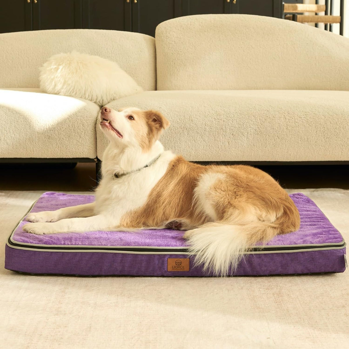 Orthopedic Memory Foam XXL Dog Bed - 6" Thick Beds for Extra Large Sized Dog - Waterproof Removable Washable Cover & Wrap-Around Zipper - Ultimate Comfort & Easy Maintenance, Dary Grey