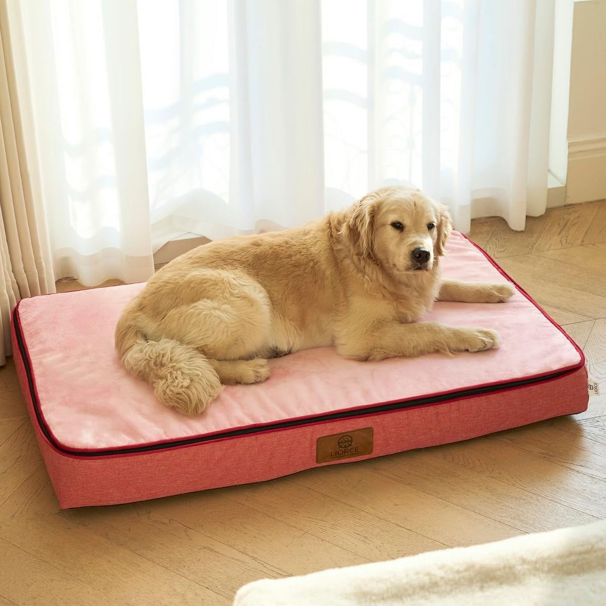 Orthopedic Memory Foam XXL Dog Bed - 6" Thick Beds for Extra Large Sized Dog - Waterproof Removable Washable Cover & Wrap-Around Zipper - Ultimate Comfort & Easy Maintenance, Dary Grey
