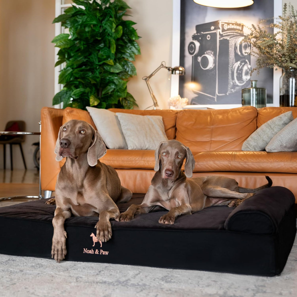 XL Dog Bed, 45x35x9.1 Inch, Orthopedic Large Dog Beds, Eggshell Memory Foam Infused with Cooling Gel, Water Resistant, Machine Washable, Includes Inner Cover