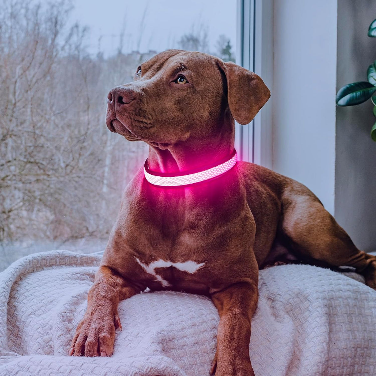 LED Dog Collar, Light Up Dog Collar USB Rechargeable, Green, L
