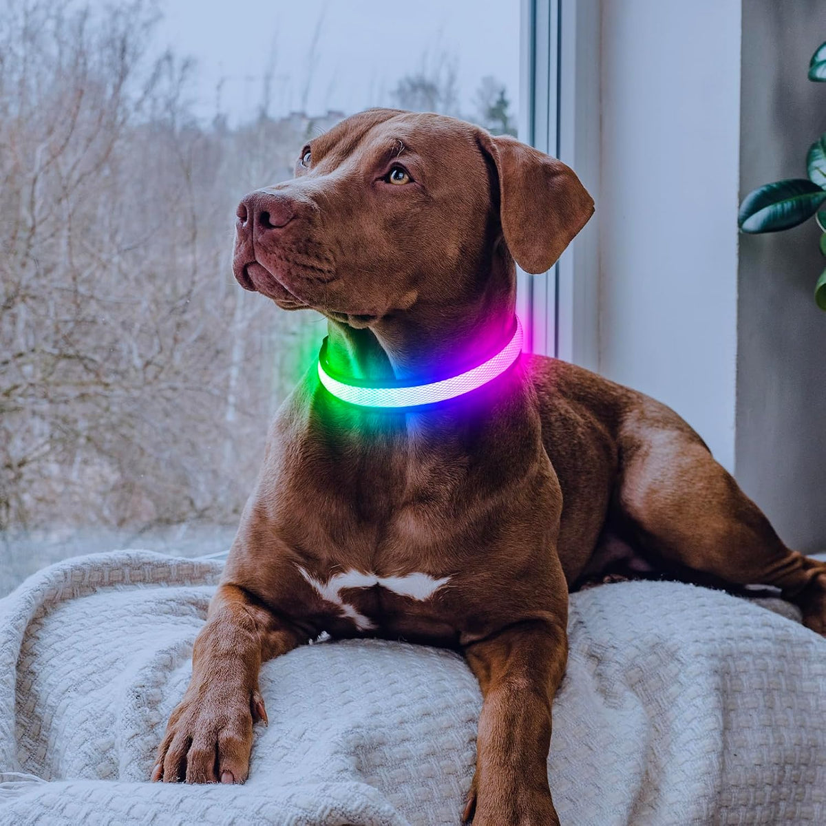 LED Dog Collar, Light Up Dog Collar USB Rechargeable, Green, L