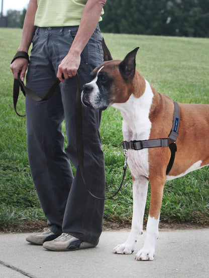 Easy Walk Deluxe Dog Harness, No Pull Dog Harness – Perfect for Leash & Harness Training – Stops Pets from Pulling and Choking on Walks – Medium, Steel