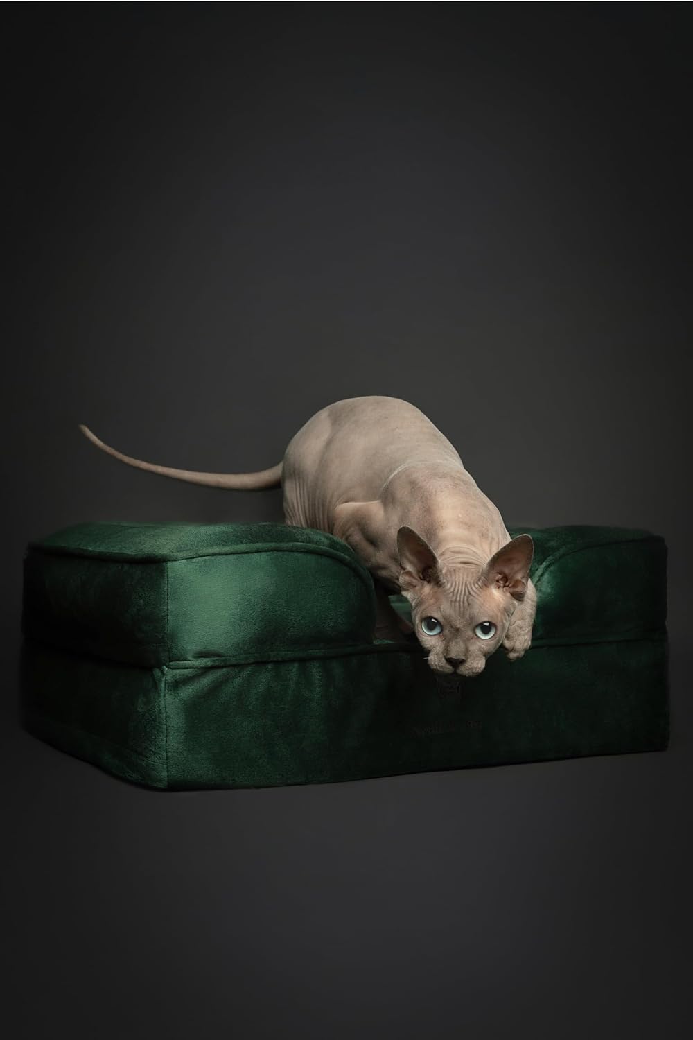XL Dog Bed, 45x35x11 Inch, Orthopedic Large Dog Beds, Eggshell Memory Foam Infused with Cooling Gel, Inner Cover, Water Resistant, Machine Washable