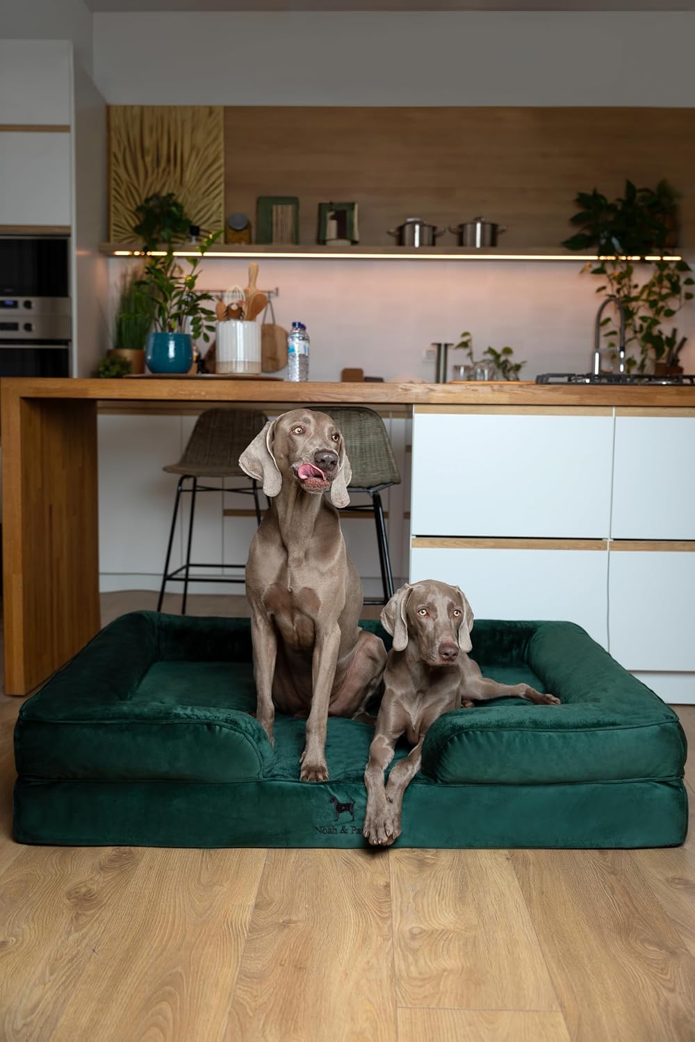 XL Dog Bed, 45x35x11 Inch, Orthopedic Large Dog Beds, Eggshell Memory Foam Infused with Cooling Gel, Inner Cover, Water Resistant, Machine Washable