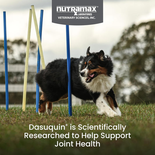 Nutramax Dasuquin MSM Joint Supplement, Large Dogs Chewable Tablets