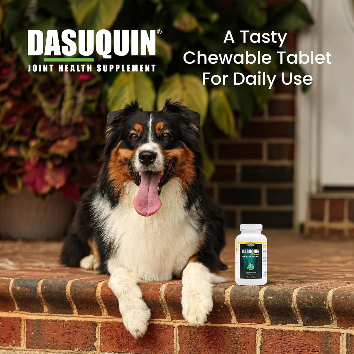 Nutramax Dasuquin MSM Joint Supplement, Large Dogs Chewable Tablets