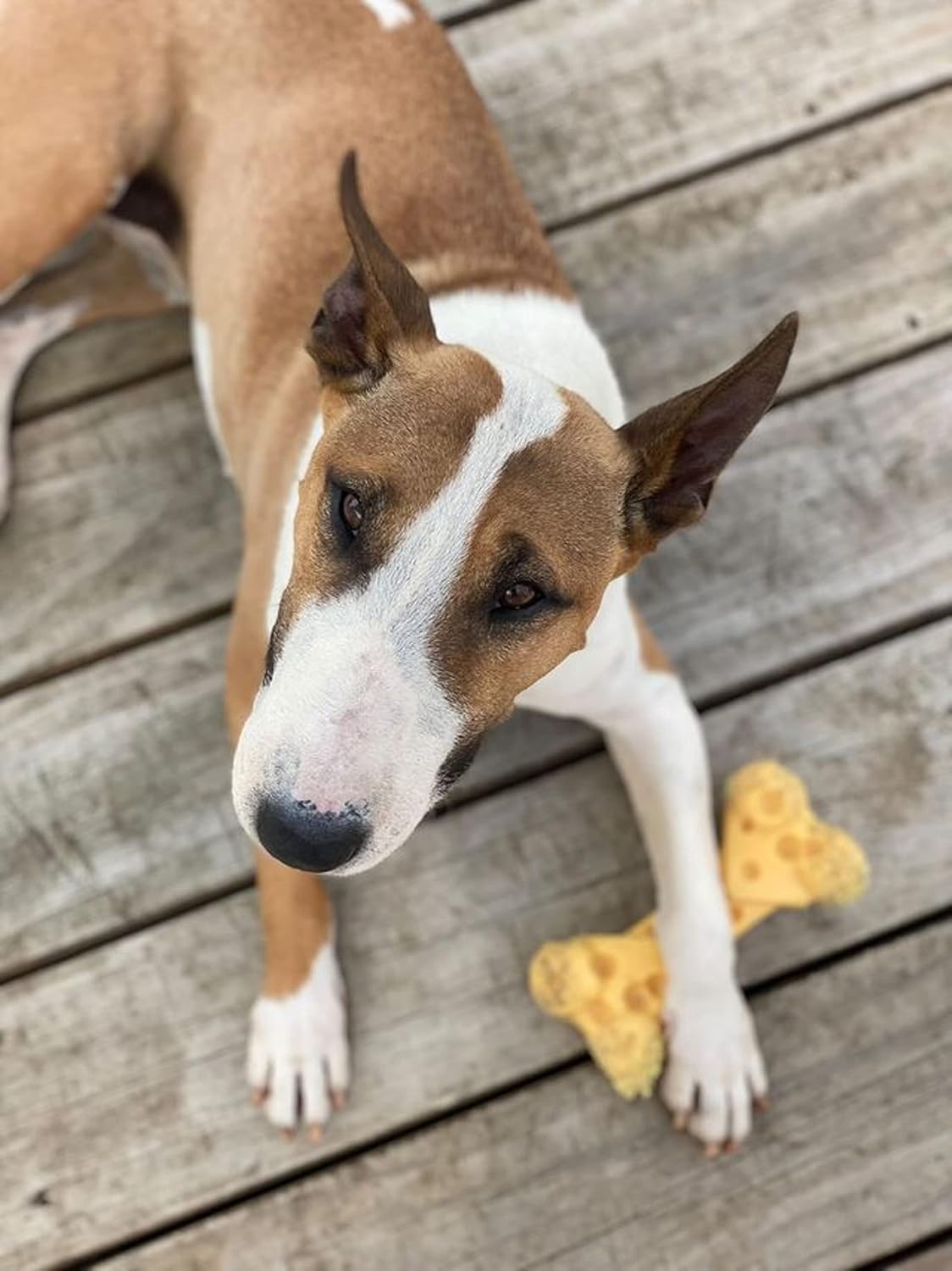 Lobster Power Chew Toy for Dogs, Dog Toys for Aggressive Chewers