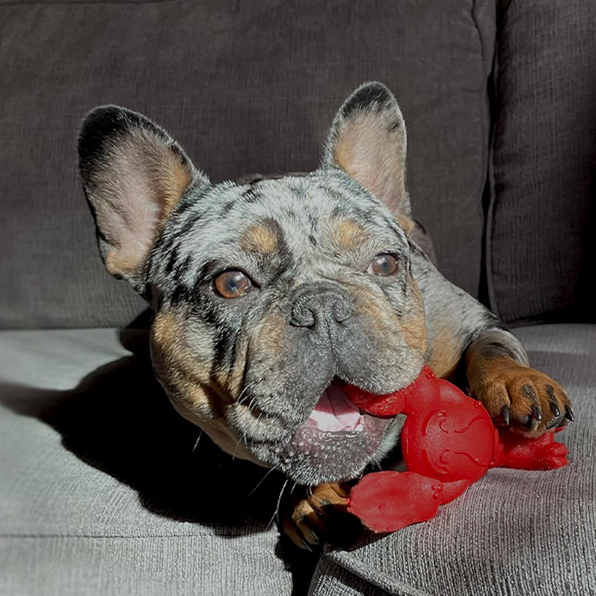 Lobster Power Chew Toy for Dogs, Dog Toys for Aggressive Chewers
