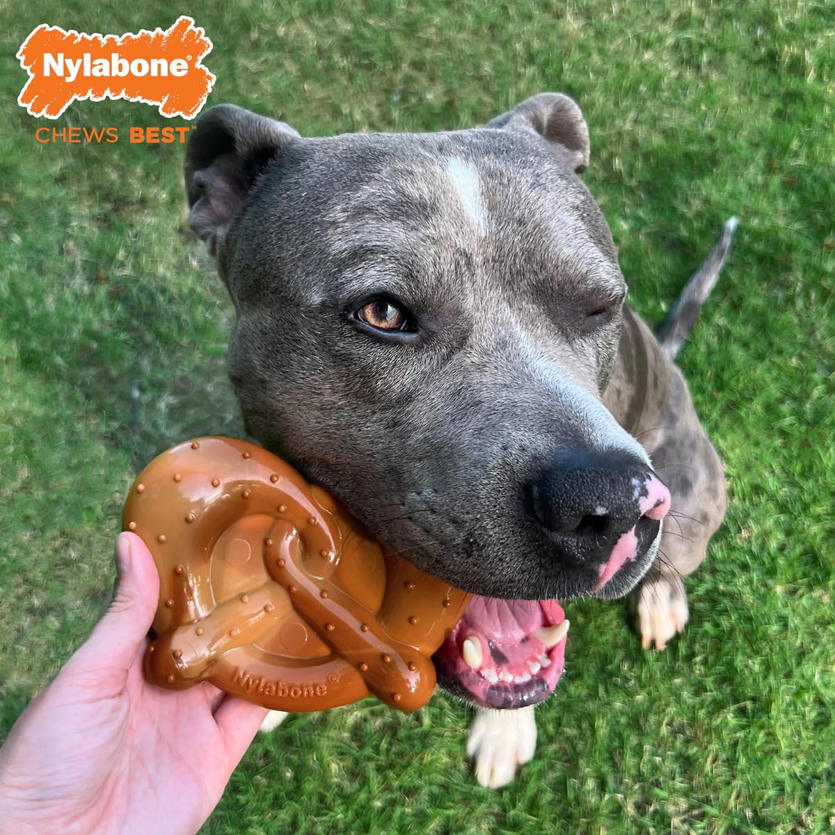 Lobster Power Chew Toy for Dogs, Dog Toys for Aggressive Chewers