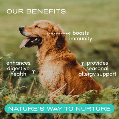 Dog Allergy Chews for Medium Breeds - Itchy Skin and Seasonal Itch Support - Colostrum, Probiotics, Spirulina - 30 Chews
