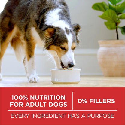 Lamb and Rice Dry Dog Food, 8 lb Bag
