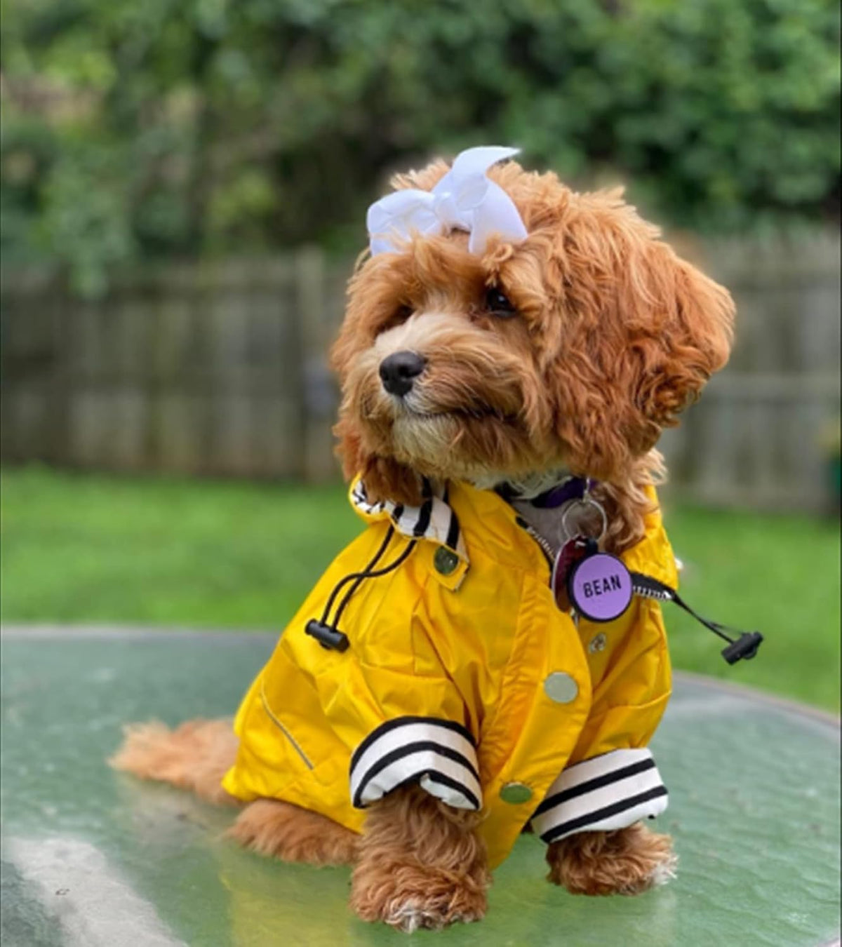 Dog Zip Up Raincoat with Reflective Buttons, Rain/Water Resistant, Adjustable Drawstring, Removable Hood, Raincoats with Legs 8lbs to 80lbs Available - Yellow - L
