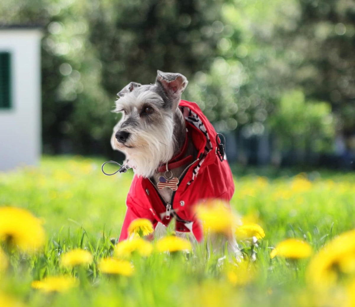 Dog Zip Up Raincoat with Reflective Buttons, Rain/Water Resistant, Adjustable Drawstring, Removable Hood, Raincoats with Legs 8lbs to 80lbs Available - Yellow - L