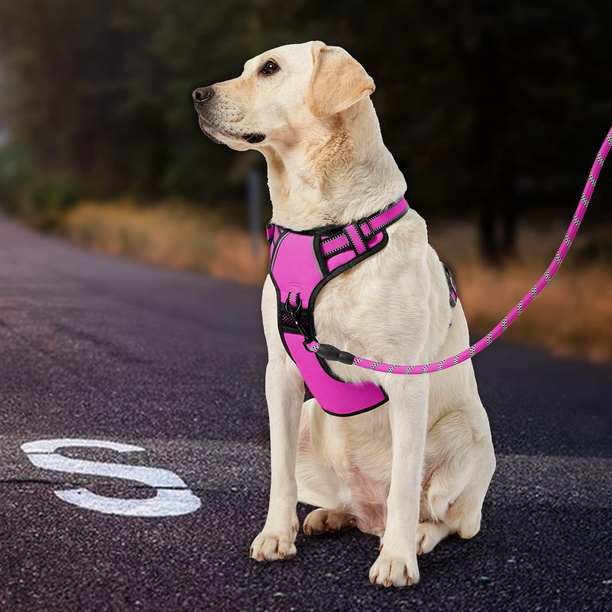 No Pull Dog Harness for Medium Dogs, Dog Vest Harness with Leash, Safety Belt and Storage Strap, Fully Adjustable Harness, 360° Reflective Strip, Soft Handle (Purple, M)
