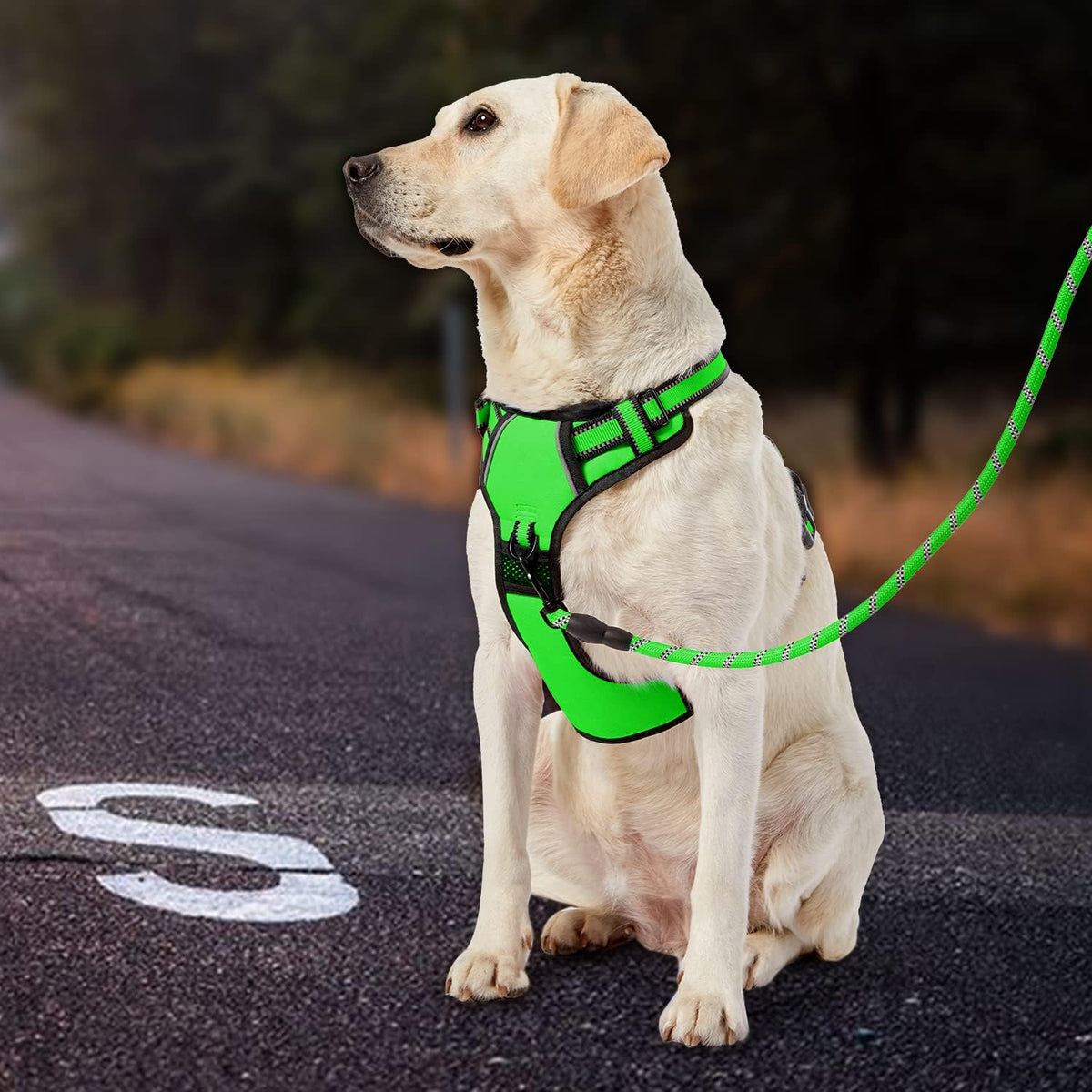 No Pull Dog Harness for Medium Dogs, Dog Vest Harness with Leash, Safety Belt and Storage Strap, Fully Adjustable Harness, 360° Reflective Strip, Soft Handle (Purple, M)