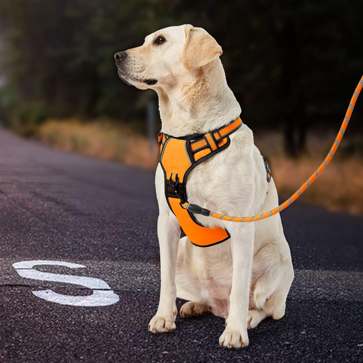 No Pull Dog Harness for Medium Dogs, Dog Vest Harness with Leash, Safety Belt and Storage Strap, Fully Adjustable Harness, 360° Reflective Strip, Soft Handle (Purple, M)