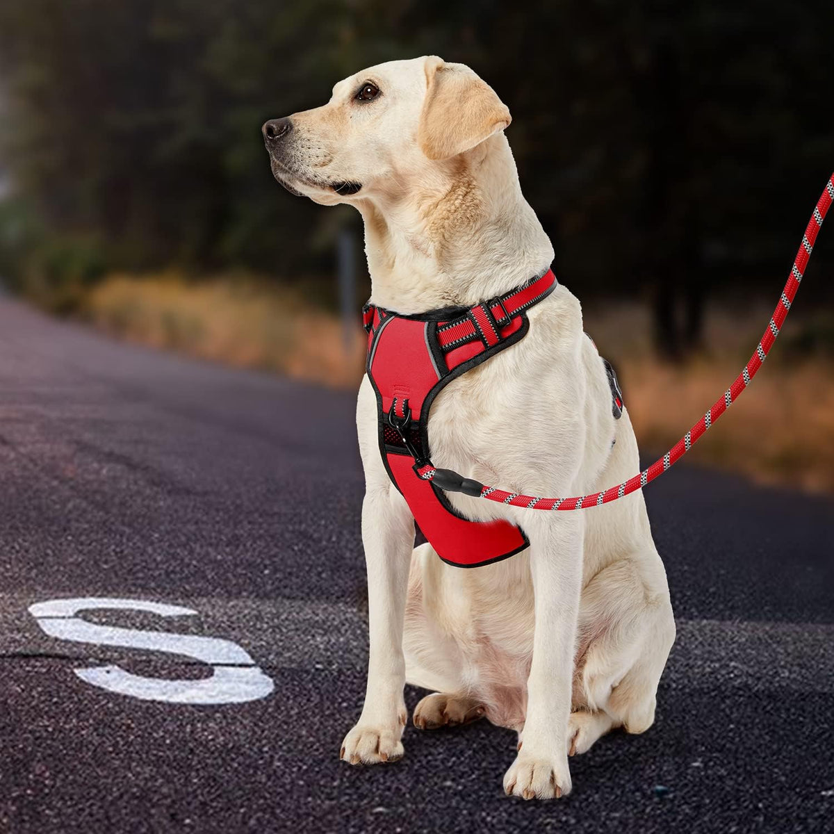 No Pull Dog Harness for Medium Dogs, Dog Vest Harness with Leash, Safety Belt and Storage Strap, Fully Adjustable Harness, 360° Reflective Strip, Soft Handle (Purple, M)