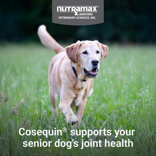 Nutramax Cosequin Dog Joint Supplement for Senior Dogs, Soft Chews