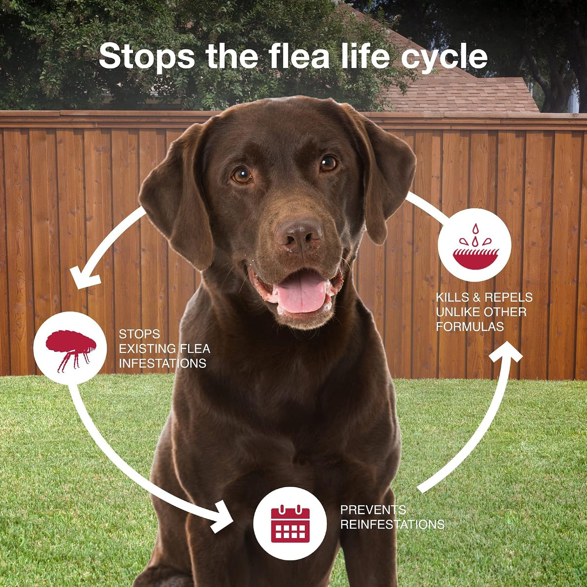 II Large Dog Vet-Recommended Flea, Tick & Mosquito Treatment & Prevention | Dogs 21-55 lbs. | 2-Mo Supply (Packaging may vary)