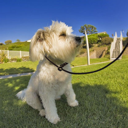 Leather Dog Leash 6 ft x 1/4 inch,Thin and Lightweight Leather Leashes for Small Dogs,Leather Cat Leashes for Small Cats,Soft Genuine Leather Dog Training Leashes for Petite Dogs Brown