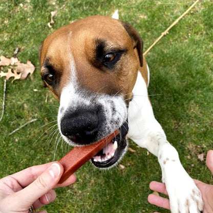 Protection+ Brushless Toothpaste Chews - Mini Breeds (32 ct)