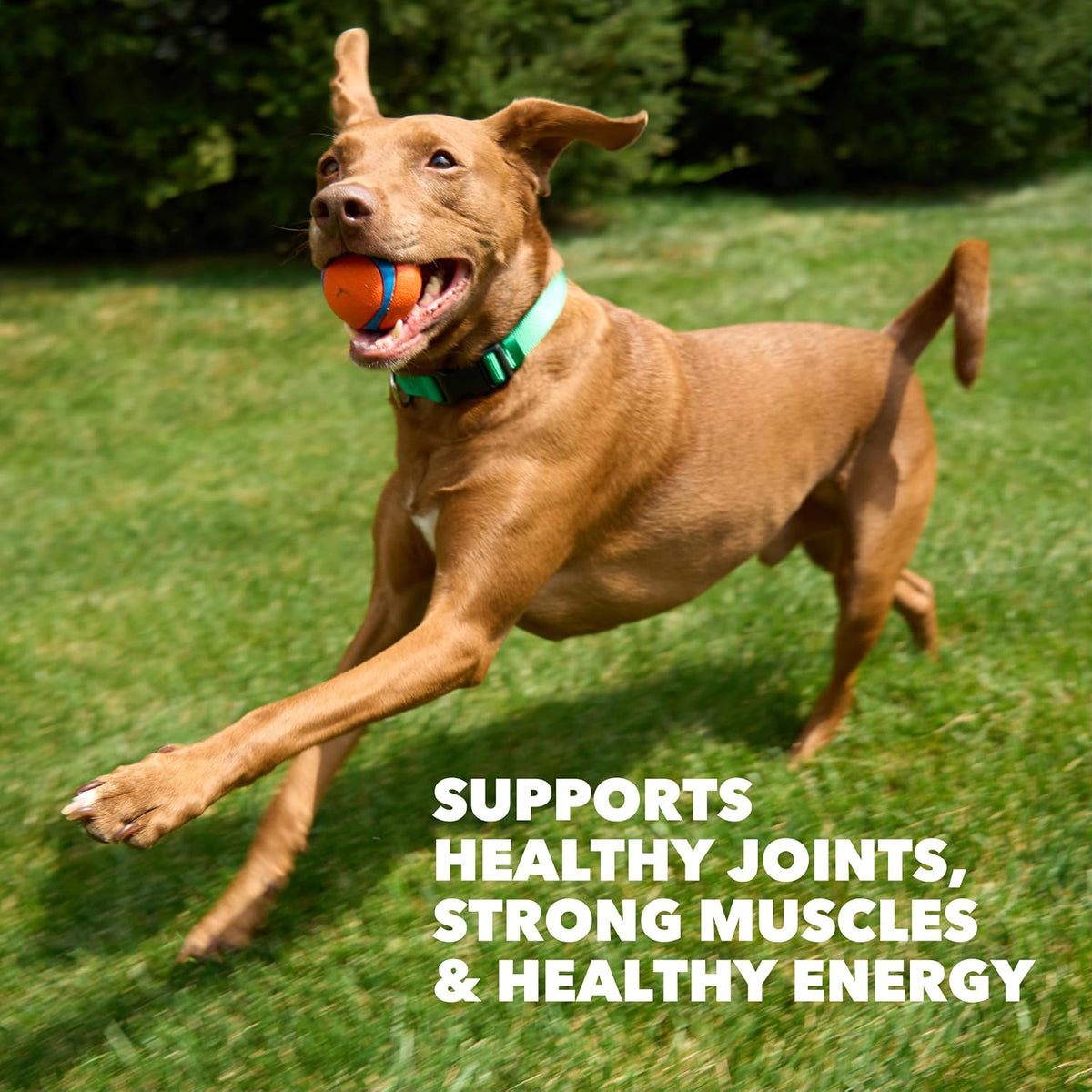 Proactive Health High Protein Dry Dog Food, Chicken & Beef, 30 lb