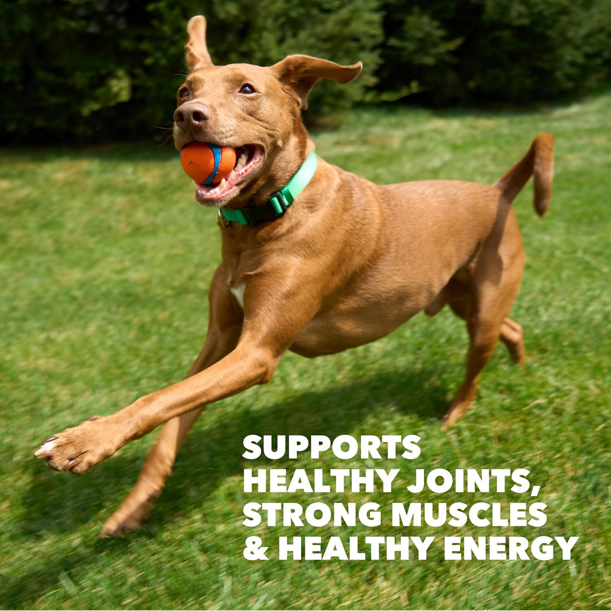 Proactive Health High Protein Dry Dog Food, Chicken & Beef, 30 lb
