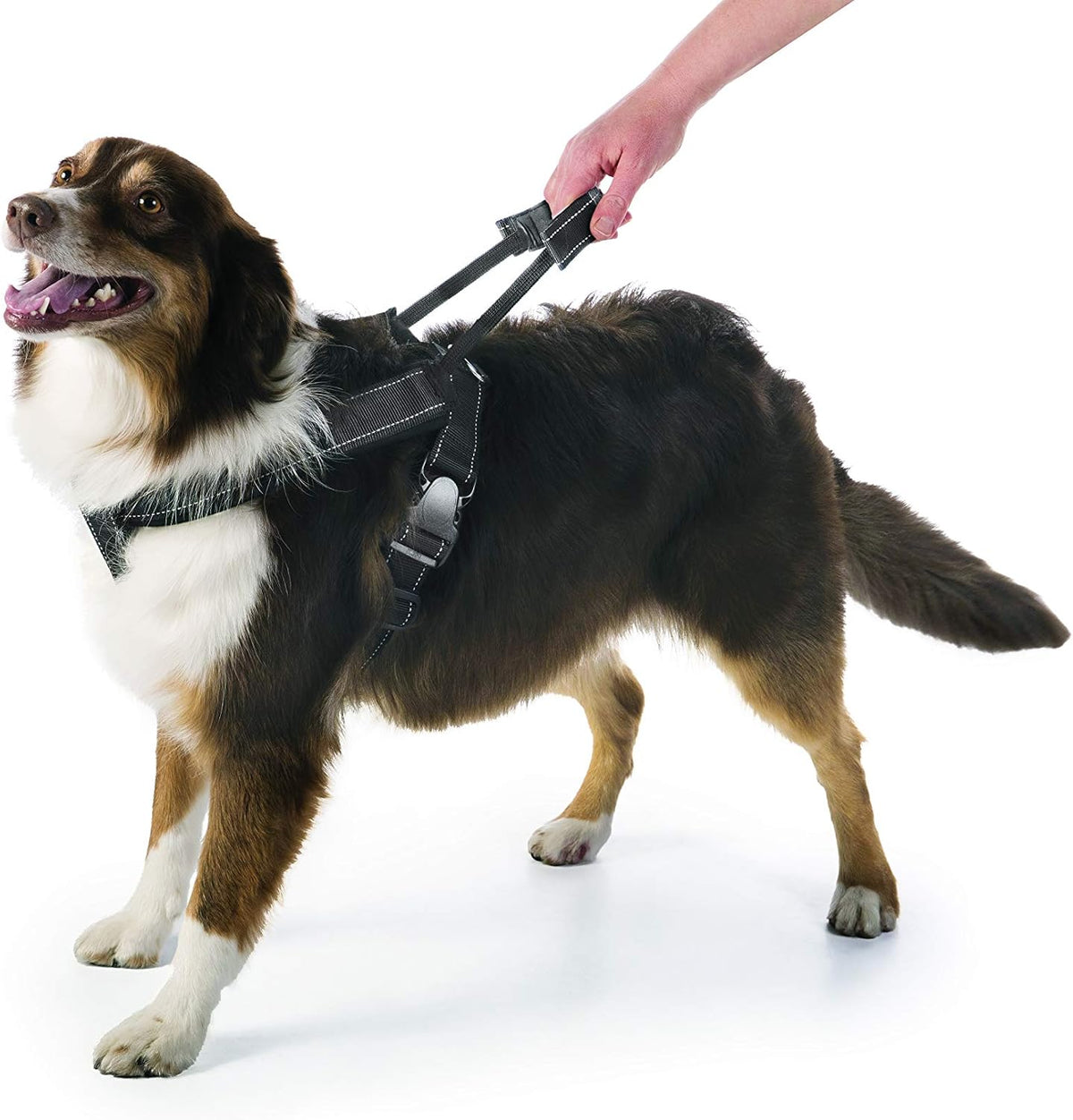 Crash-Tested Multipurpose Seatbelt Dog Harness - Black, Large
