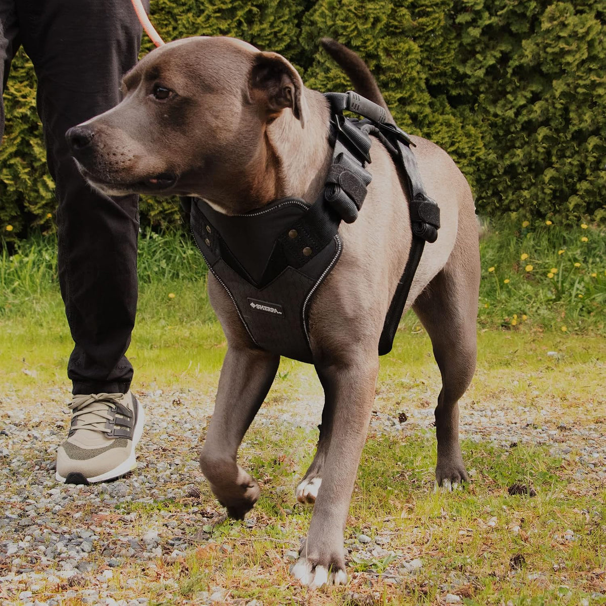 Crash-Tested Multipurpose Seatbelt Dog Harness - Black, Large