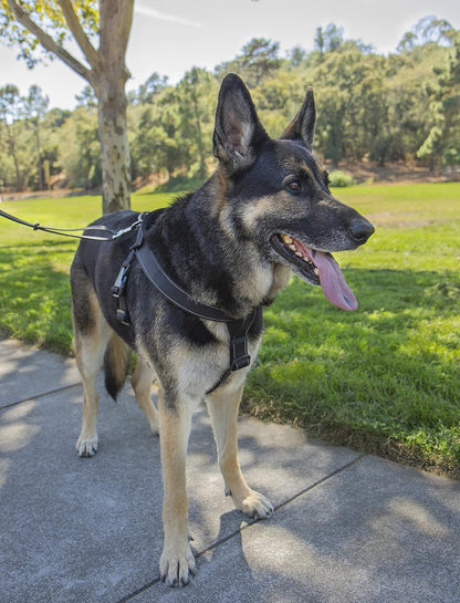 Crash-Tested Multipurpose Seatbelt Dog Harness - Black, Large