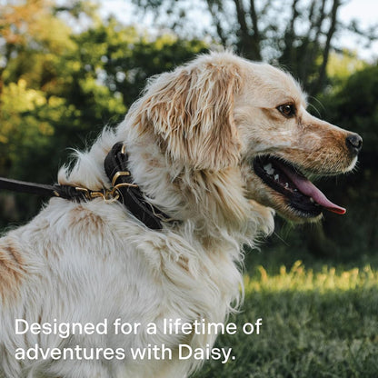 Scout Supply Classic Leather Dog Leash | Strong Heavy Duty Thick Full Grain Leather | Waterproof & Rust-Proof Brass Hardware (Dark Brown, M: 4.5 ft x 1/2 in)