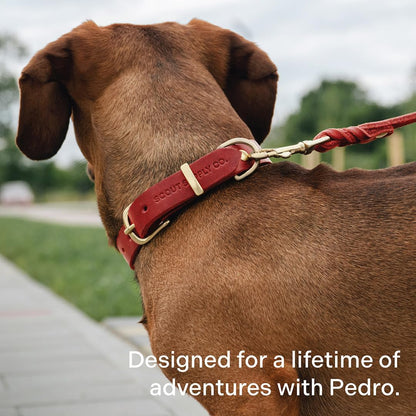 Scout Supply Classic Leather Dog Leash | Strong Heavy Duty Thick Full Grain Leather | Waterproof & Rust-Proof Brass Hardware (Dark Brown, M: 4.5 ft x 1/2 in)