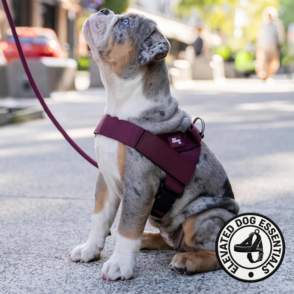 Co. Dog Harness for Medium Sized Dogs (Brown, Medium) | One Click Buckle, Chafe Resistant Webbing, Adjustable Neck & Chest, and Heavy Duty D-Ring, Sturdy Comfortable and Easy to Use