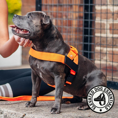 Co. Dog Harness for Medium Sized Dogs (Brown, Medium) | One Click Buckle, Chafe Resistant Webbing, Adjustable Neck & Chest, and Heavy Duty D-Ring, Sturdy Comfortable and Easy to Use