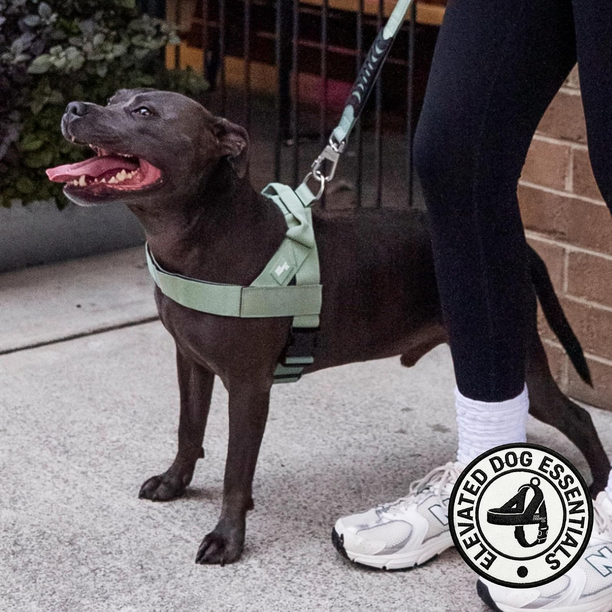 Co. Dog Harness for Medium Sized Dogs (Brown, Medium) | One Click Buckle, Chafe Resistant Webbing, Adjustable Neck & Chest, and Heavy Duty D-Ring, Sturdy Comfortable and Easy to Use