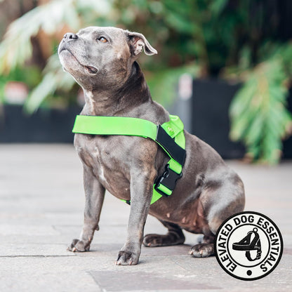 Co. Dog Harness for Medium Sized Dogs (Brown, Medium) | One Click Buckle, Chafe Resistant Webbing, Adjustable Neck & Chest, and Heavy Duty D-Ring, Sturdy Comfortable and Easy to Use