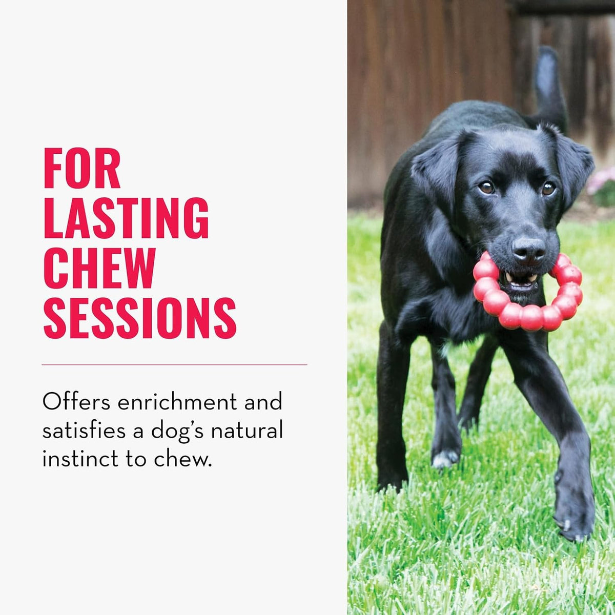 Ring, Natural Rubber Chew Toy for Dental Health, for Medium/Large Dogs