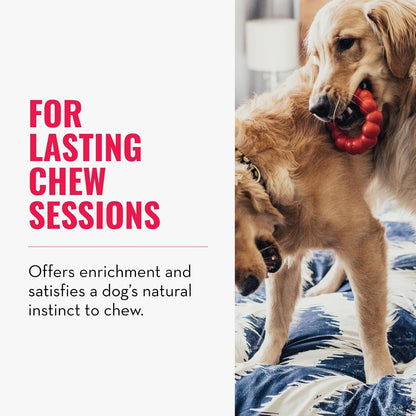 Ring, Natural Rubber Chew Toy for Dental Health, for Medium/Large Dogs