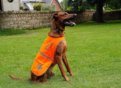 Reflective Dog Vest. Hi-Visibility, Blaze Orange Oxford 300D Waterproof Dog Vest Helps Protect Your Best Friend. Safeguard Your PUP from Motorists & Hunting Accidents, On or Off Leash