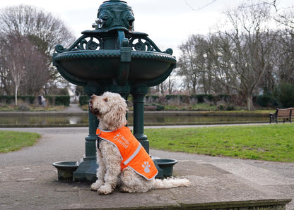 Reflective Dog Vest. Hi-Visibility, Blaze Orange Oxford 300D Waterproof Dog Vest Helps Protect Your Best Friend. Safeguard Your PUP from Motorists & Hunting Accidents, On or Off Leash