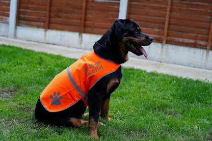 Reflective Dog Vest. Hi-Visibility, Blaze Orange Oxford 300D Waterproof Dog Vest Helps Protect Your Best Friend. Safeguard Your PUP from Motorists & Hunting Accidents, On or Off Leash
