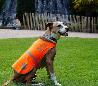 Reflective Dog Vest. Hi-Visibility, Blaze Orange Oxford 300D Waterproof Dog Vest Helps Protect Your Best Friend. Safeguard Your PUP from Motorists & Hunting Accidents, On or Off Leash