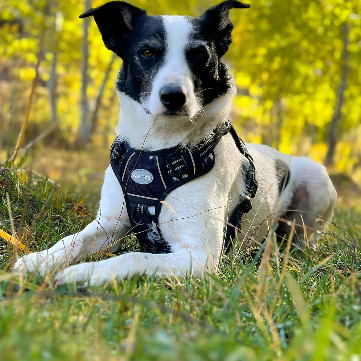 Auroth Tactical Dog Harness for Large Dogs No Pull Adjustable Pet Harness Reflective K9 Working Training Easy Control Pet Vest Military Service Dog Harnesses Army Yellow L | Easy Control with handle, Adjustable, Reflective, Military K9, for German