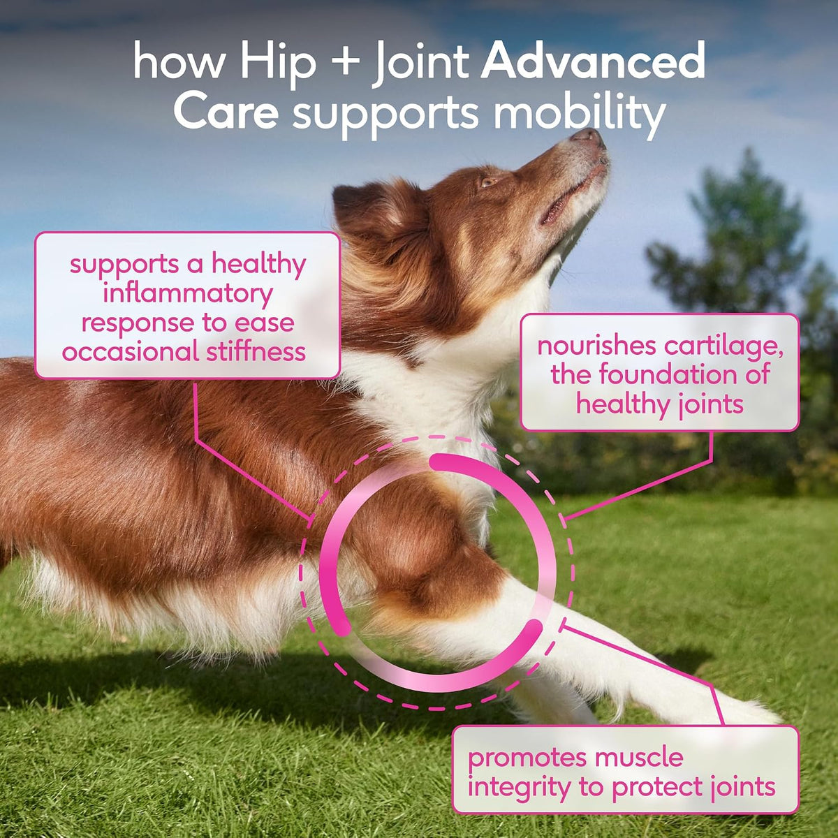 Hip and Joint Supplement Dogs - Powder with UC-II Collagen and HMB - Senior and Large Breed Dog Joint Support - Made in USA - 30 Scoops