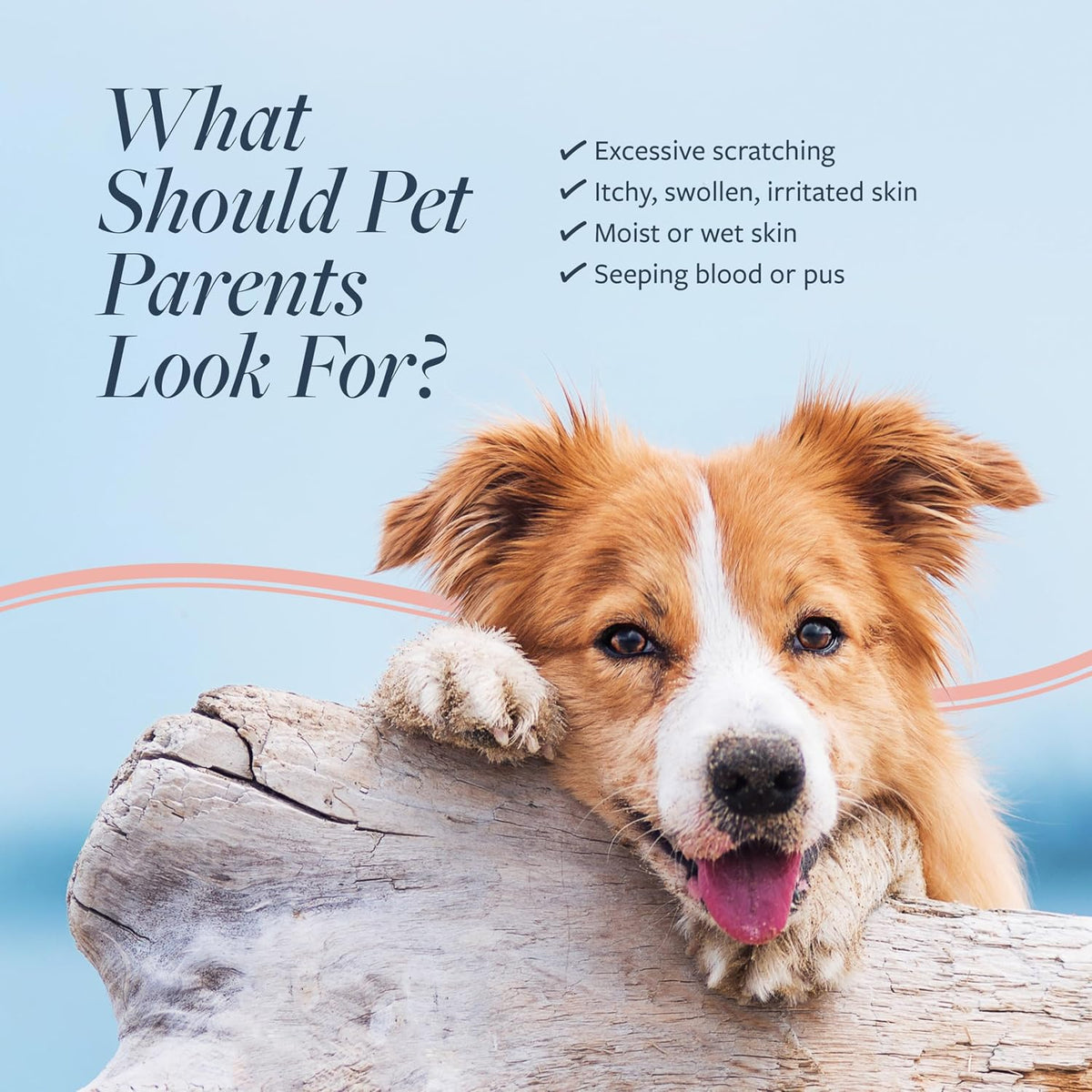 Clinical Care Hot Spot & Itch Relief Pet Shampoo, 16 oz