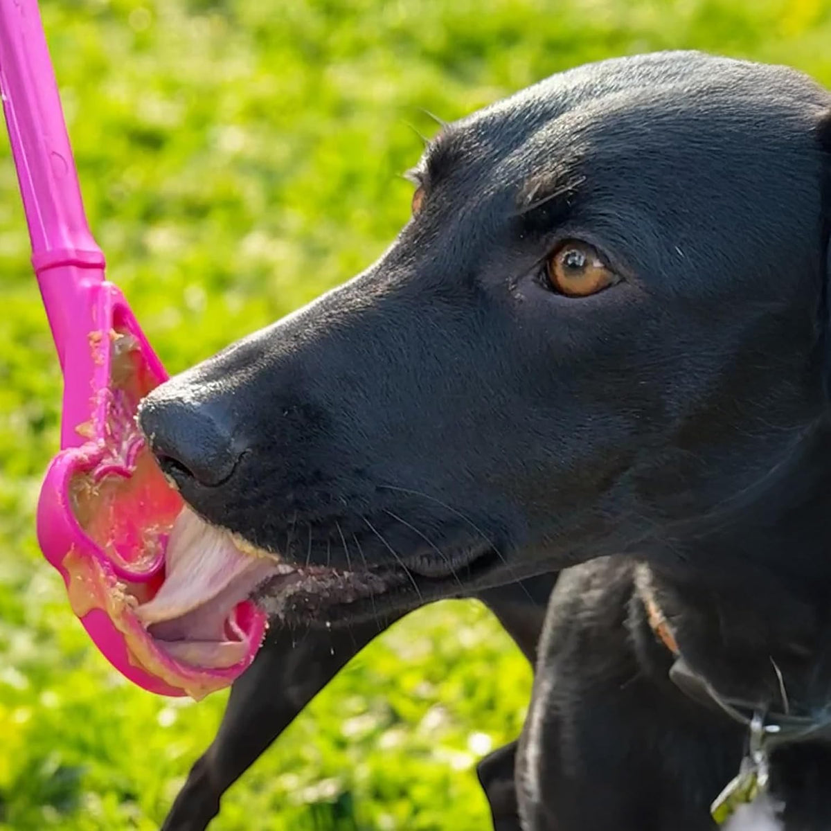 Lick Sticks eToy – Durable Interactive Enrichment Toy Made in USA from Non-Toxic, Pet-Safe, Food Safe Material for Bonding, Training, Calming, Mental Stimulation, Oral Health & More